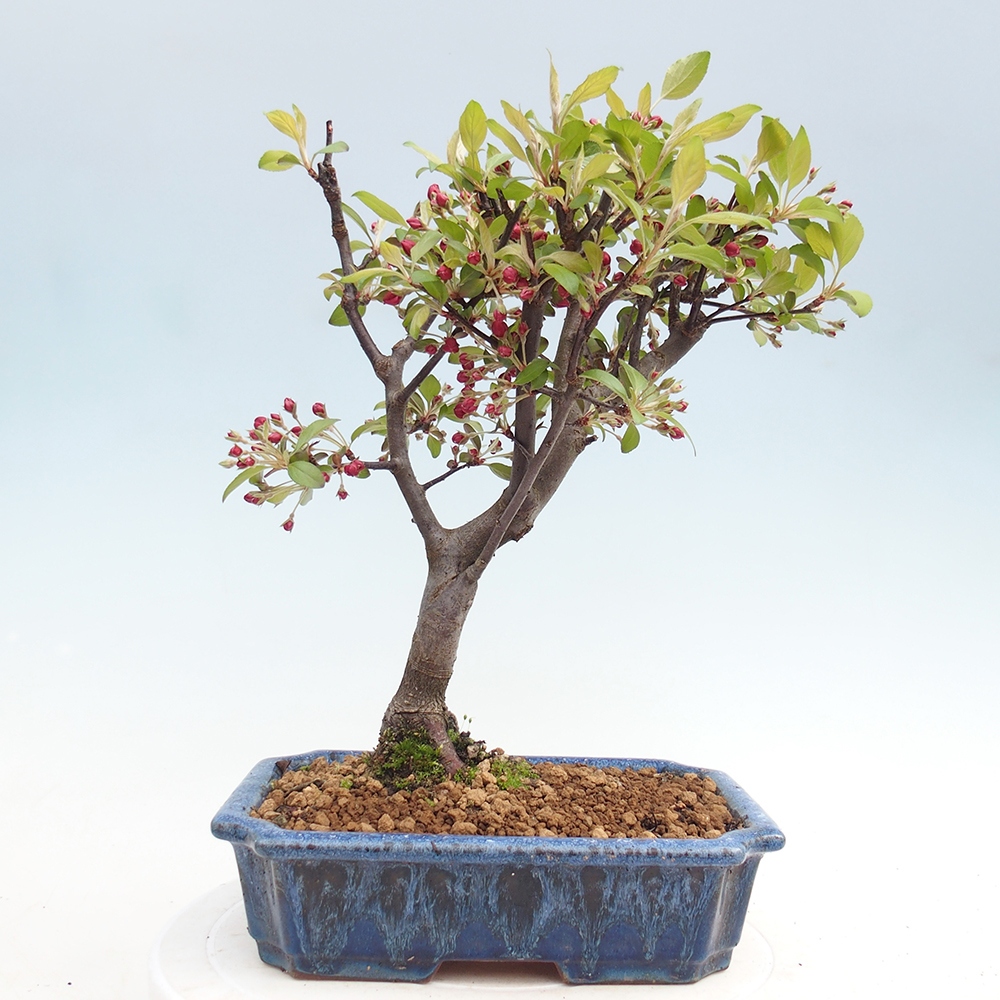 Bonsai voor buiten -Malus domestica - Roodbladige appelboom met kleine vruchten