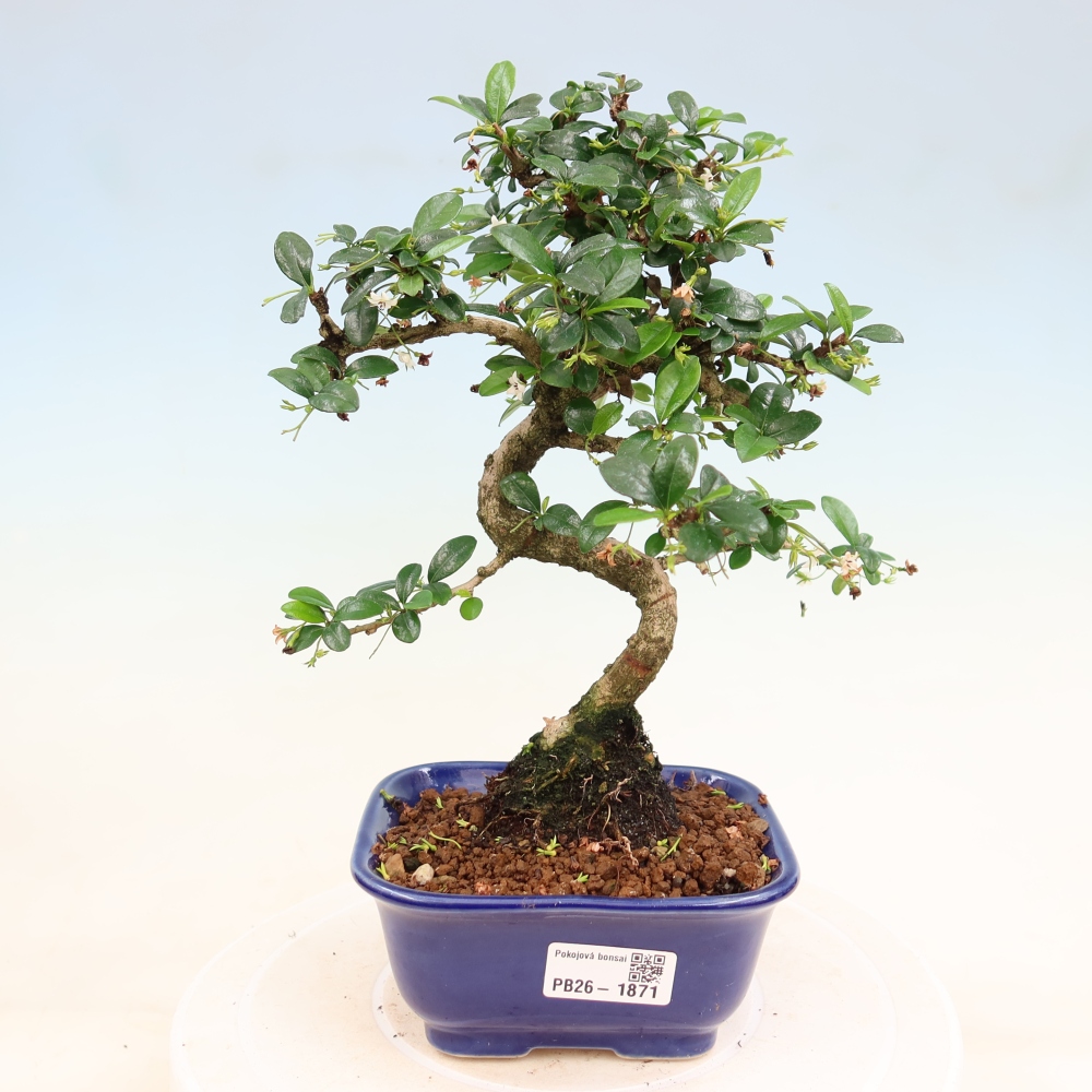 Kamerbonsai - Carmona macrophylla - Thee fuki