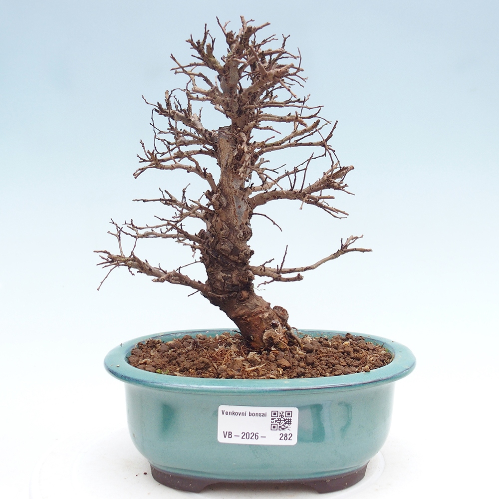 Bonsai voor buiten - Zelkova - Zelkova NIRE
