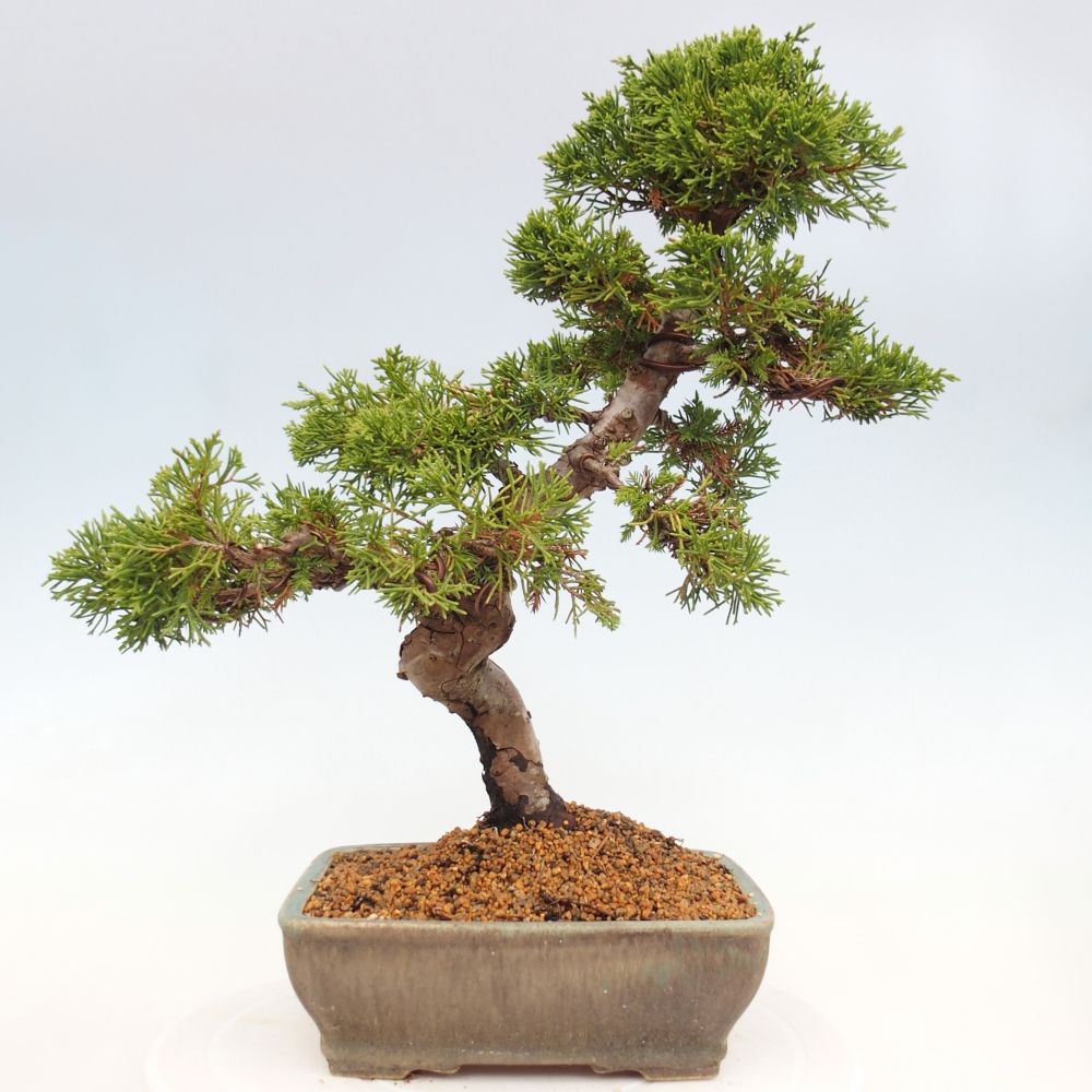 Bonsai voor buiten - Juniperus chinensis Itoigawa
