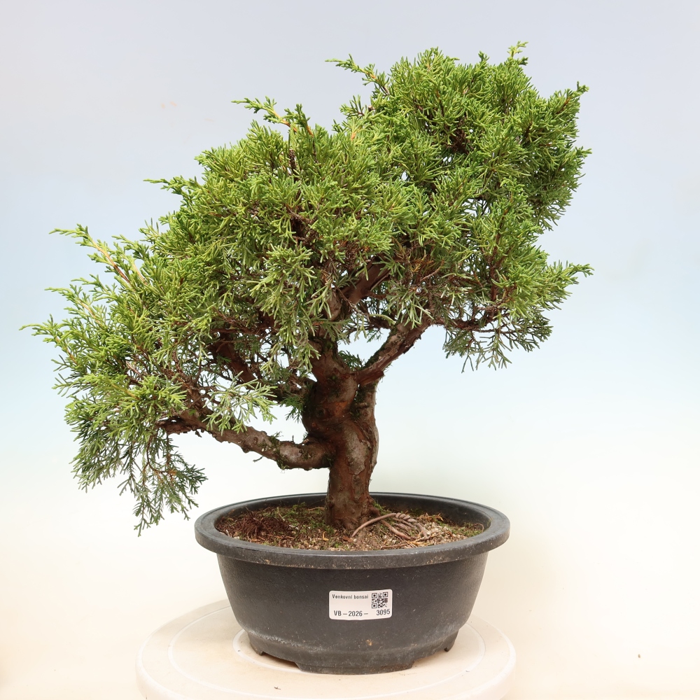 Bonsai voor buiten - Juniperus chinensis Itoigawa-Juniperus chinensis