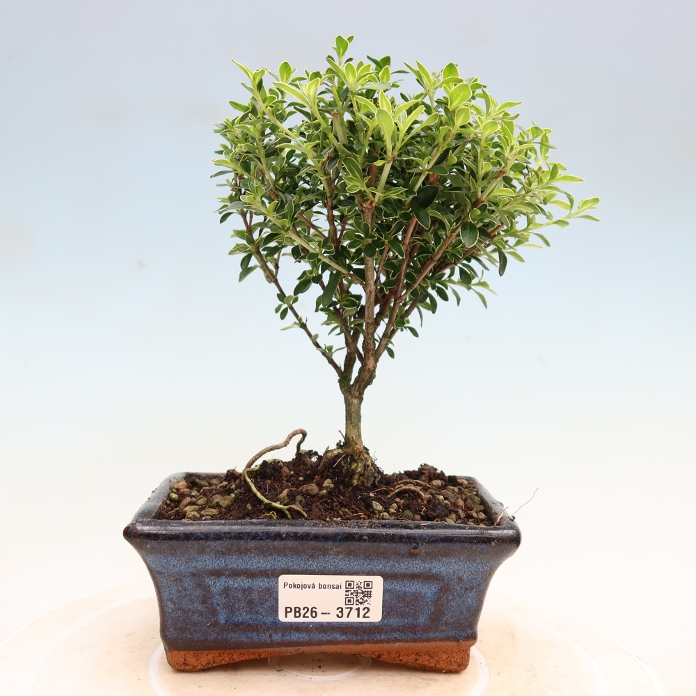 Kamerbonsai - Serissa foetida Variegata - Boom van duizend sterren