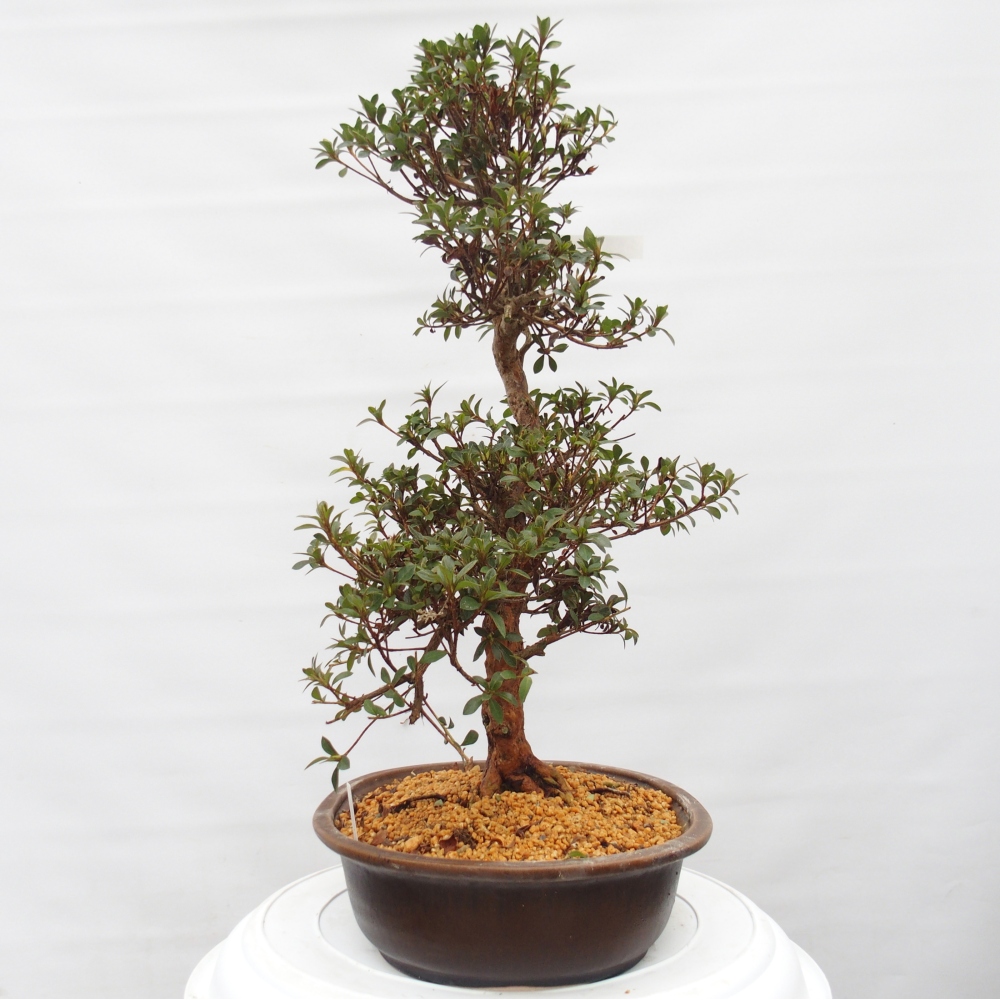 Bonsai voor buiten - Japanse Azalea - Azalea Hanatsuzuri