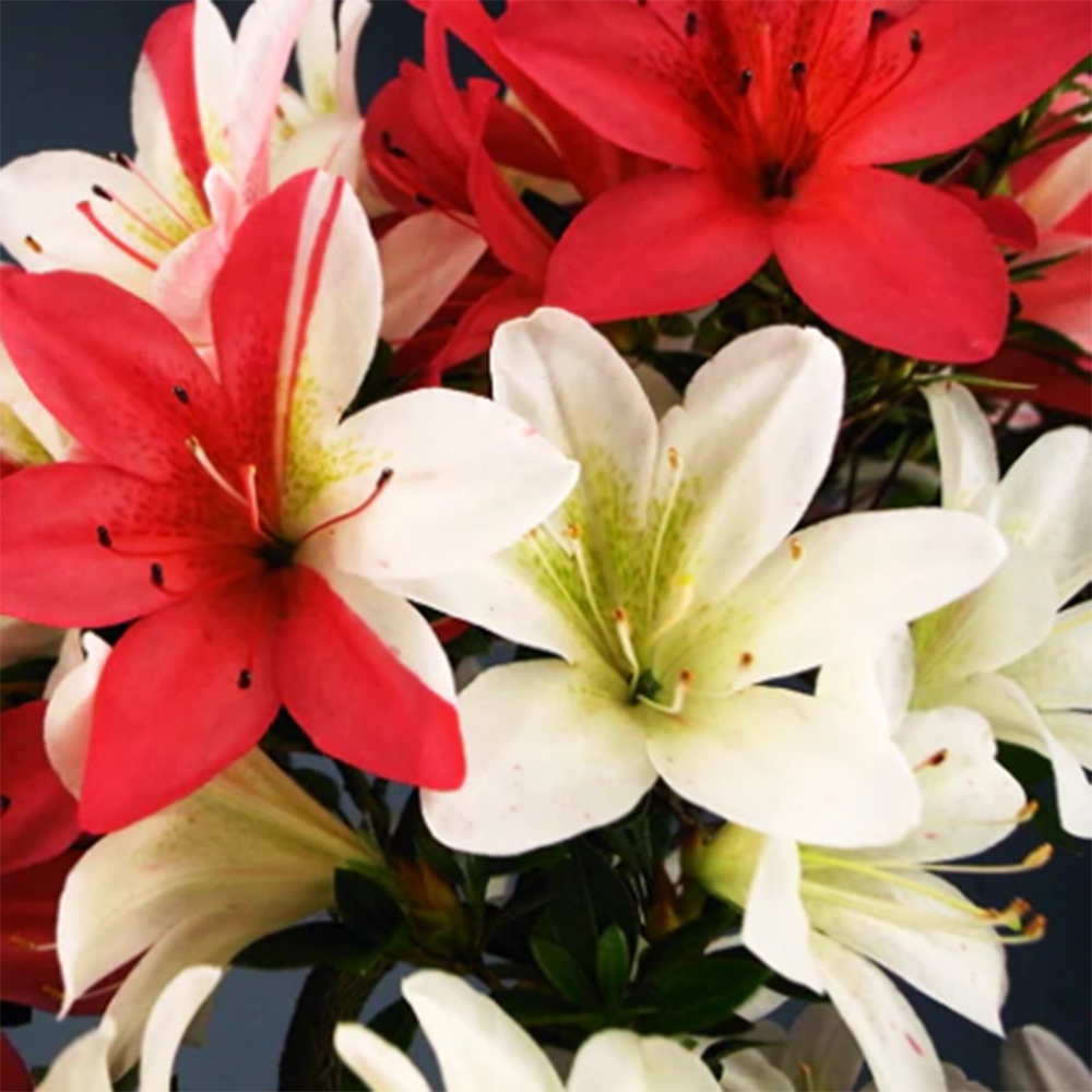 Bonsai voor buiten - Japanse Azalea - Azalea Hanatsuzuri