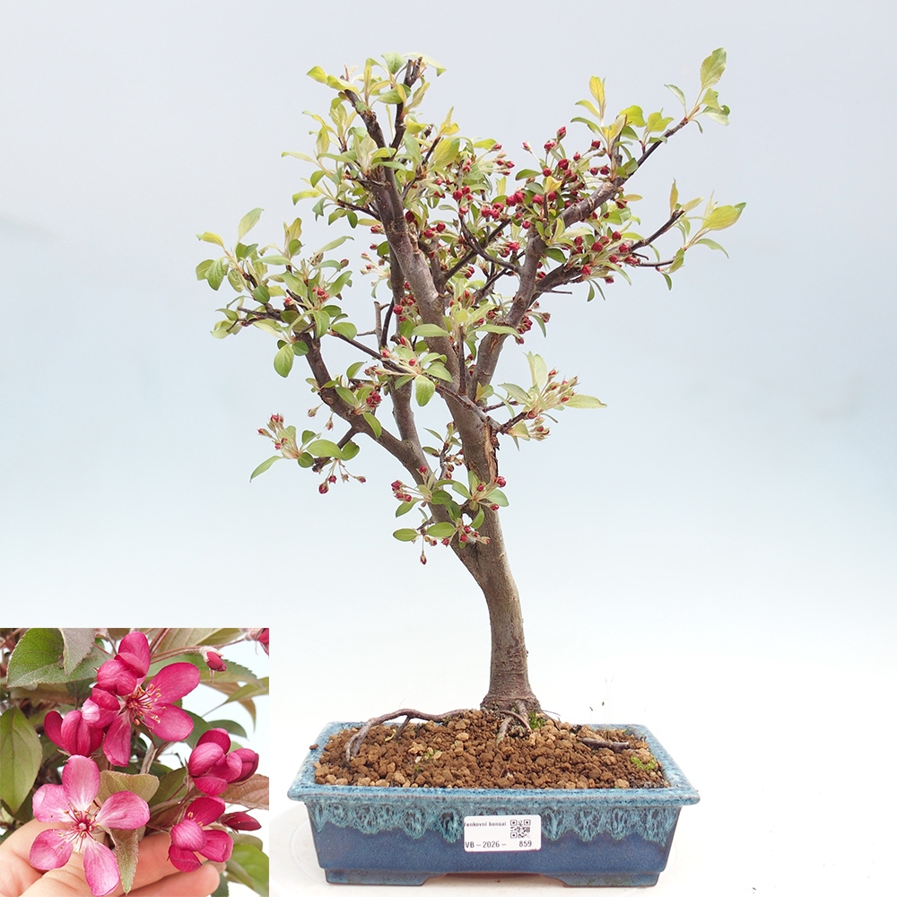 Bonsai voor buiten -Malus domestica - Roodbladige appelboom met kleine vruchten