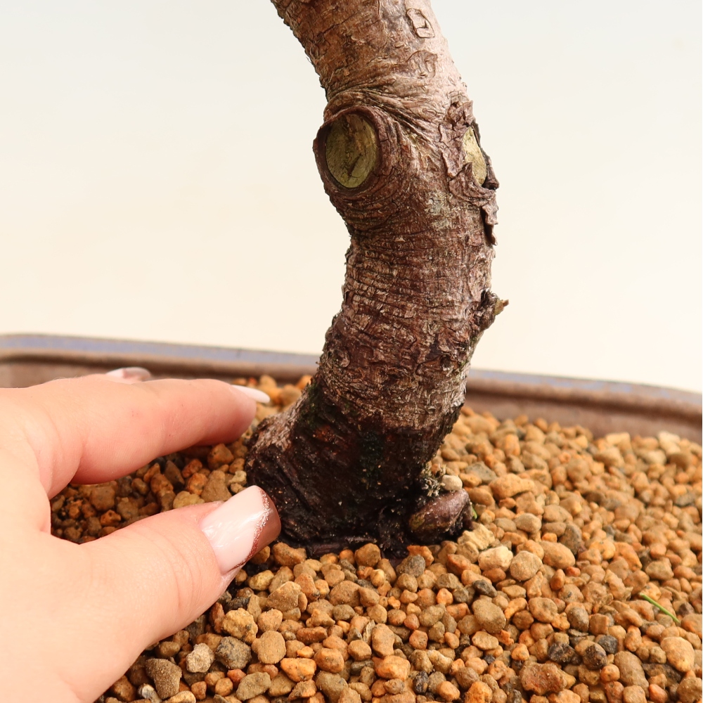 Bonsai voor buiten - Pinus mugo Humpy  - Bergden