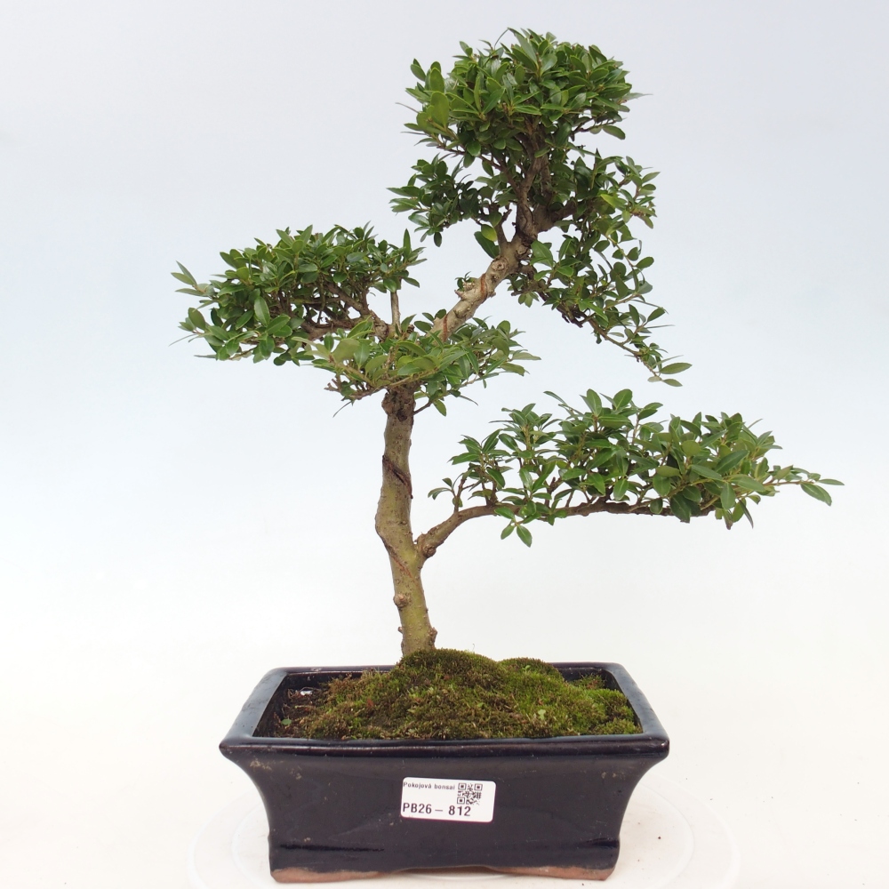 Kamerbonsai - Ilex crenata - Hulst