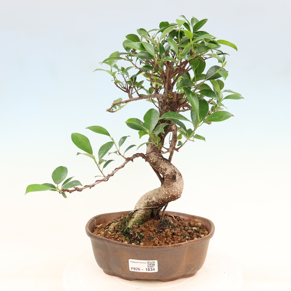 Kamerbonsai - Ficus retusa - kleinbladige ficus