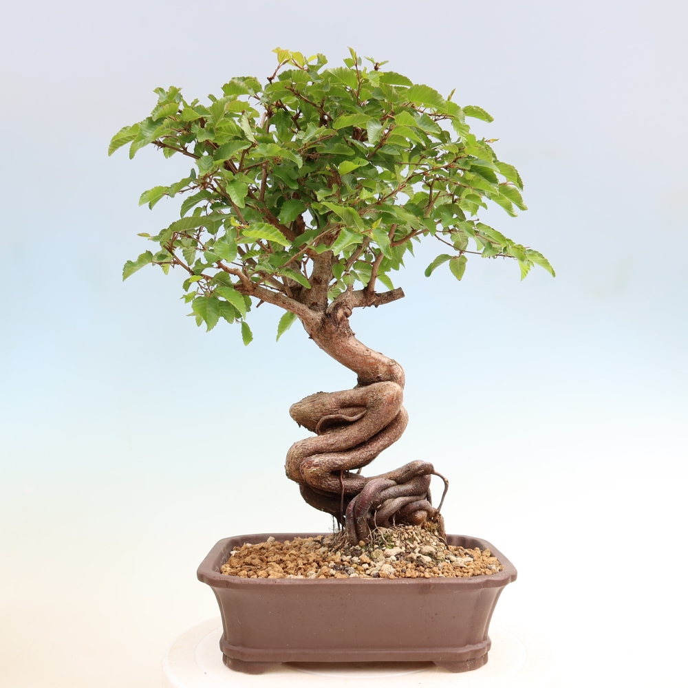 Bonsai voor buiten -Carpinus Coreana - Koreaanse haagbeuk