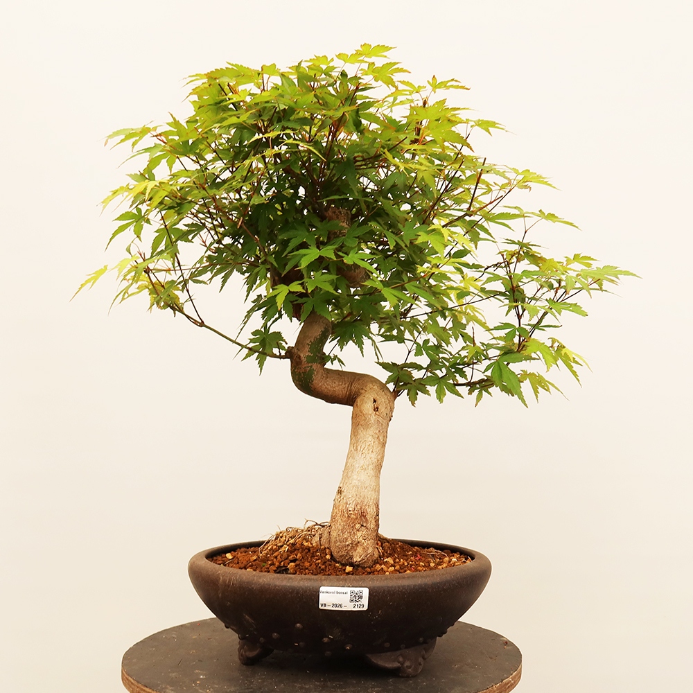 Bonsai voor buiten - Esdoorn palmatum - Palmen