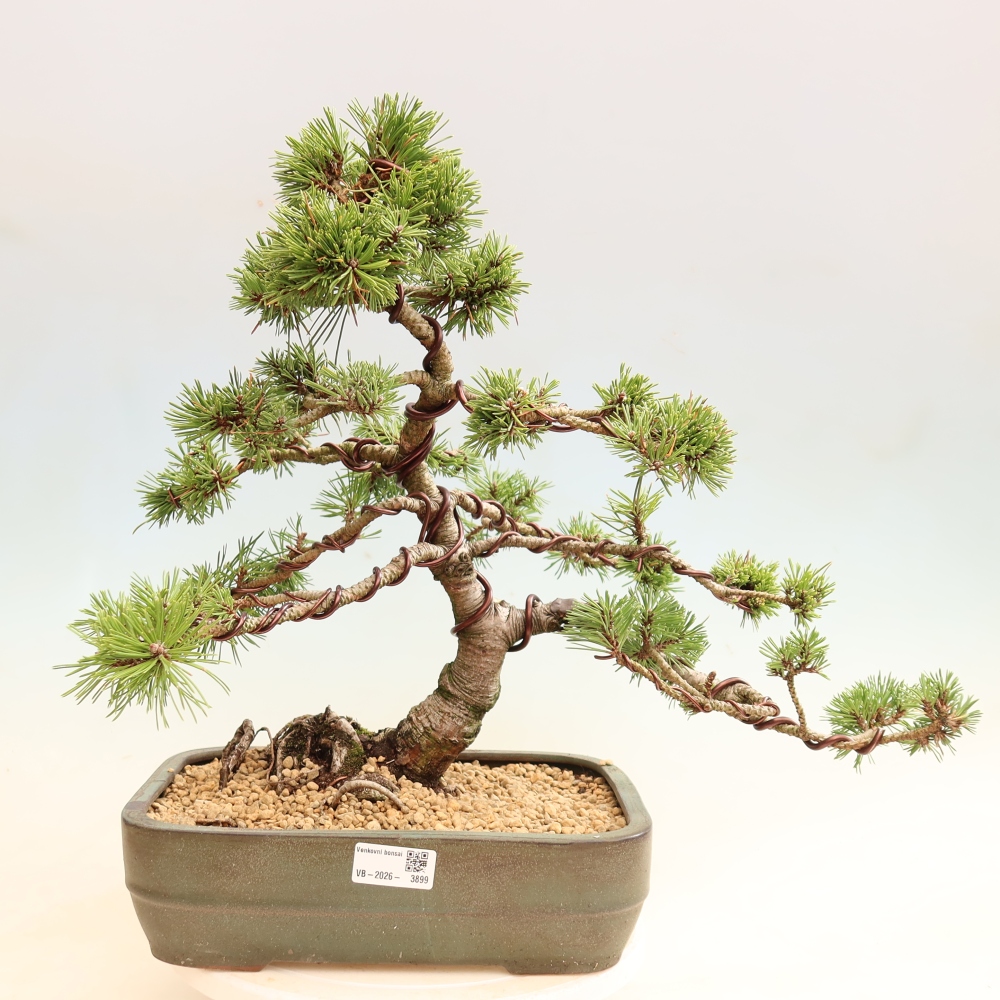 Bonsai voor buiten - Pinus mugo Humpy  - Bergden