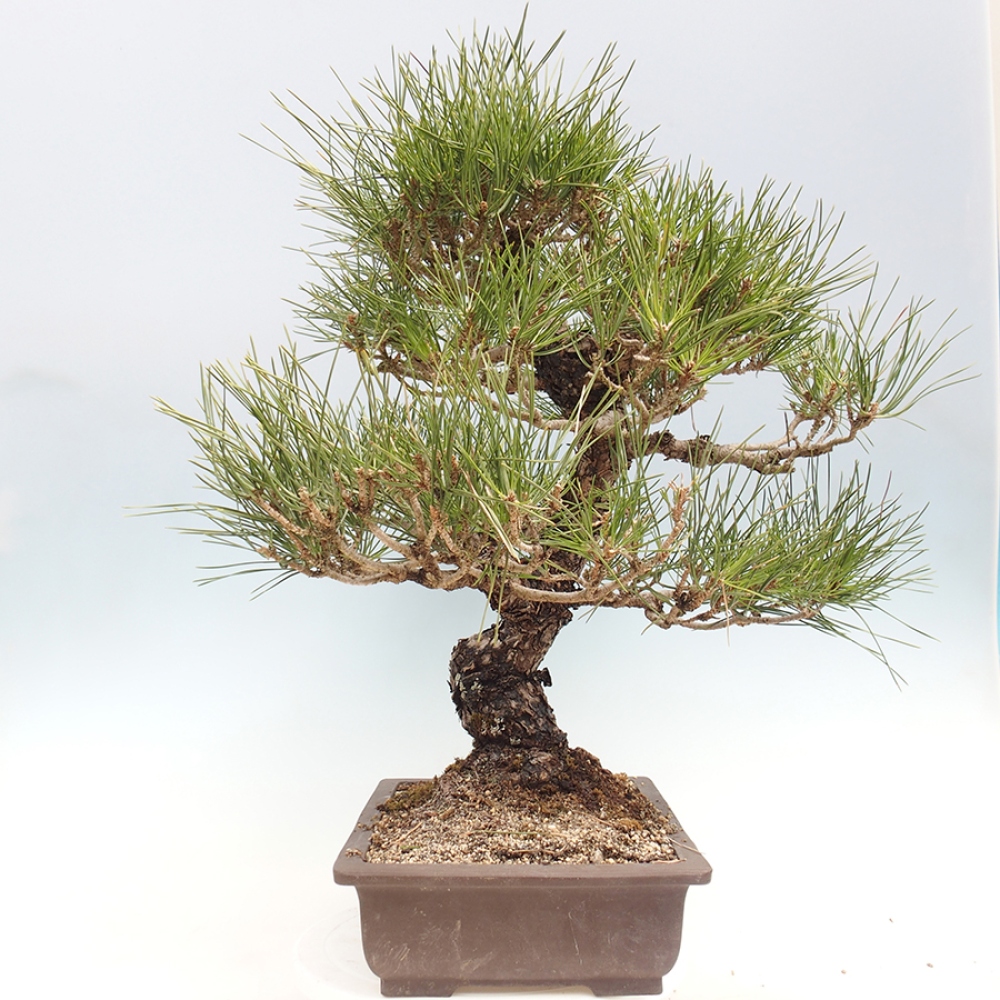 Bonsai voor buiten - Pinus thunbergii - Thunberg den