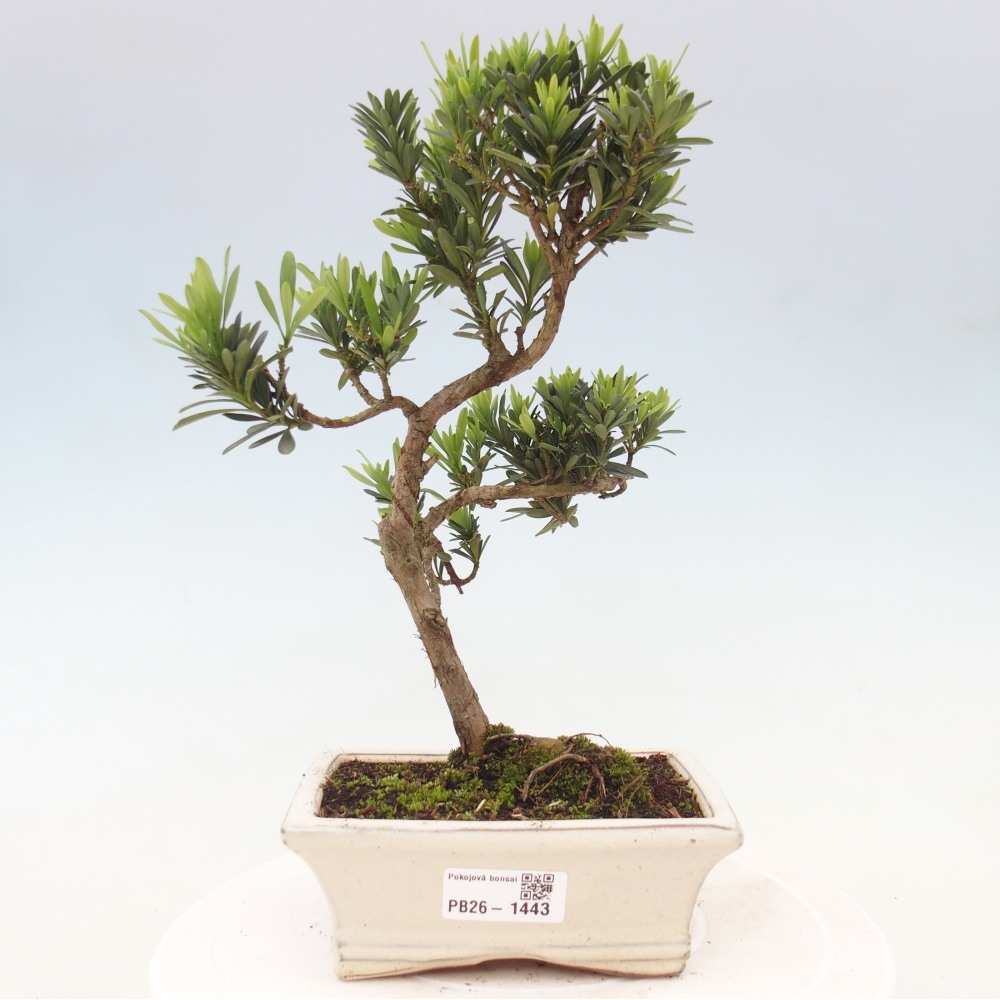 Kamerbonsai - Podocarpus - Taxus