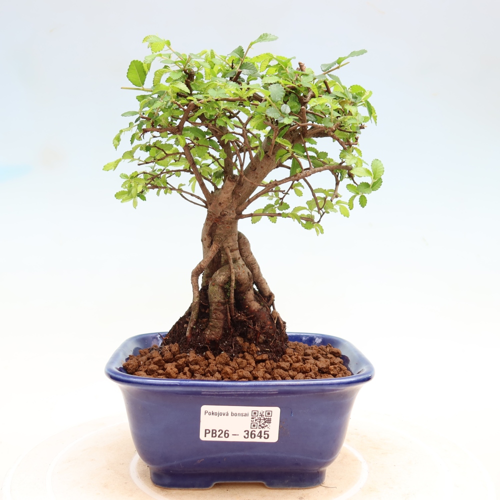 Kamerbonsai - Ulmus parvifolia - Winteriep