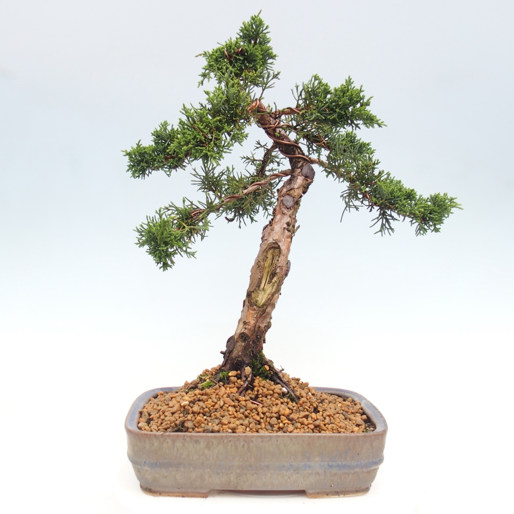 Bonsai voor buiten - Juniperus chinensis Kishu