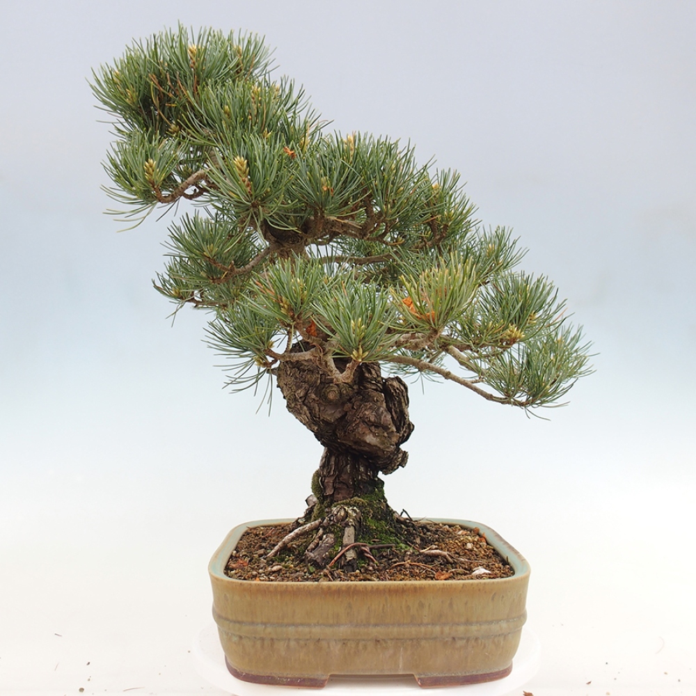 Bonsai voor buiten - Pinus parviflora - Pinus parviflora