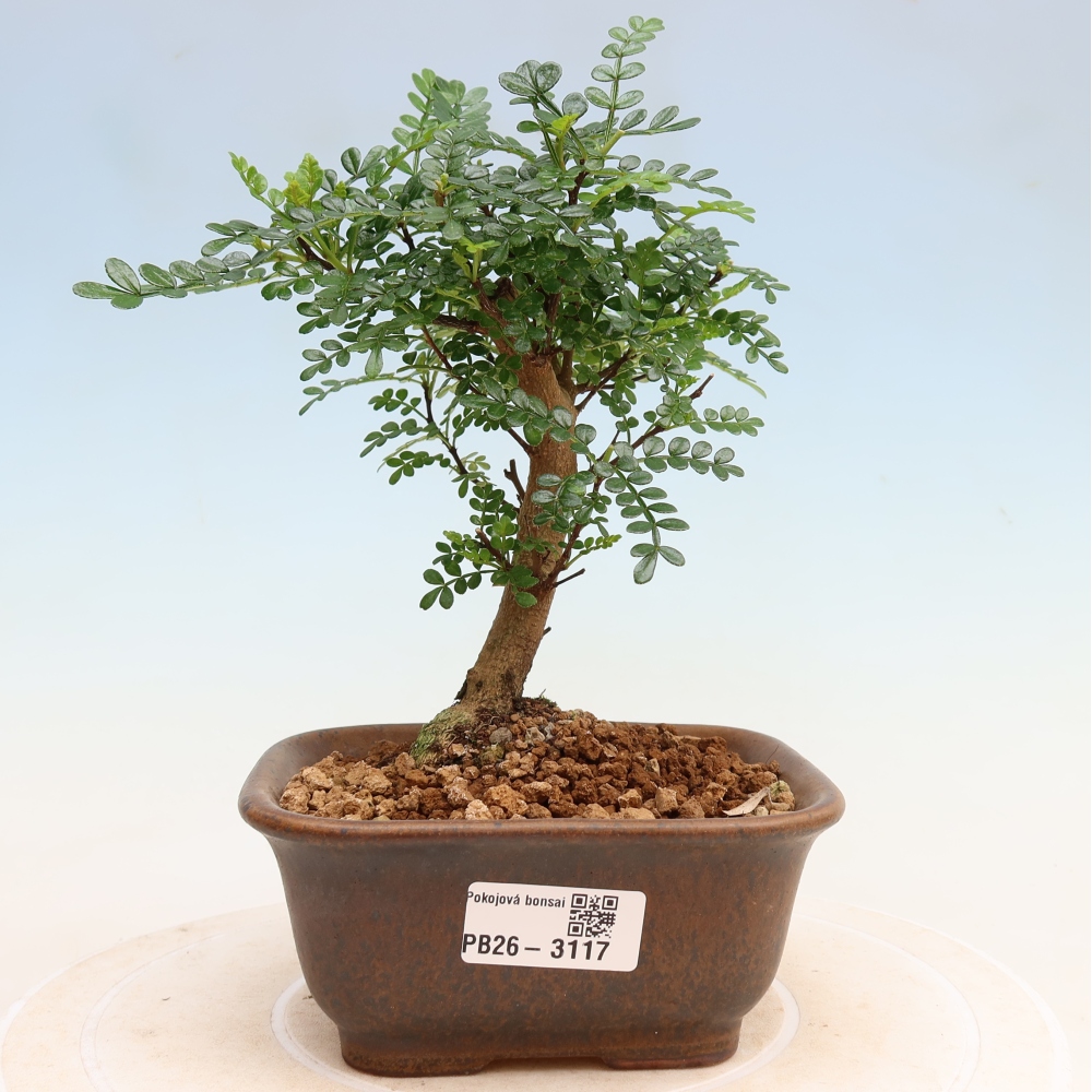 Kamerbonsai - Zantoxylum piperitum - peperboom