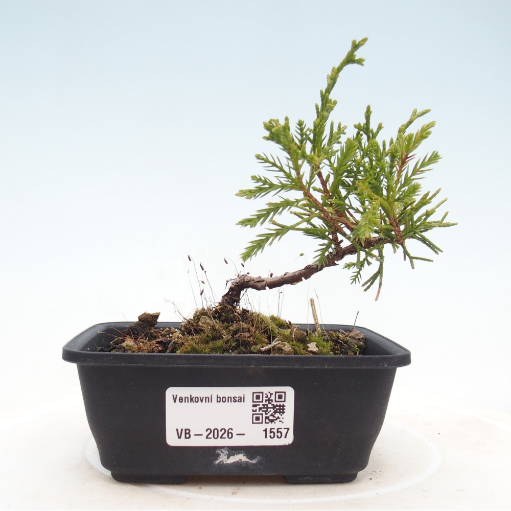 Bonsai voor buiten - Juniperus chinensis Itoigawa