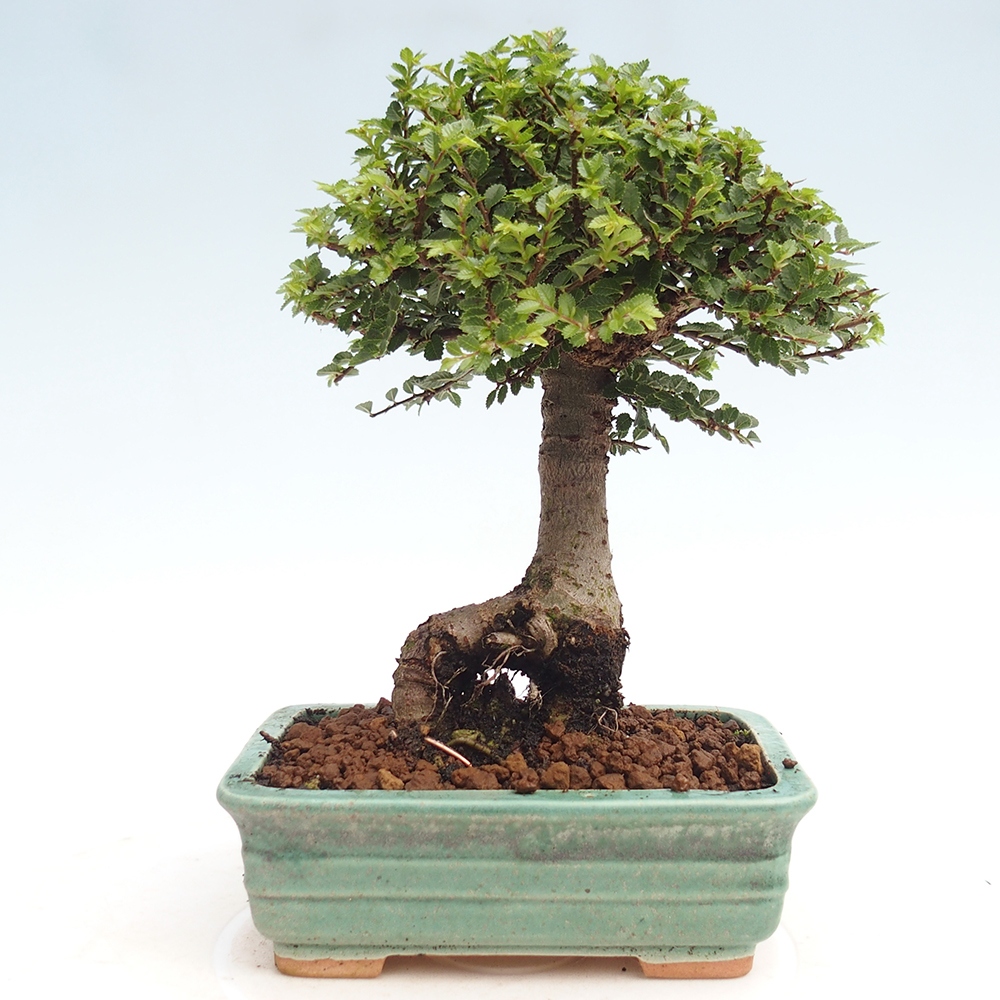 Bonsai voor buiten - Ulmus parvifolia Hokkaido - Chinese iep