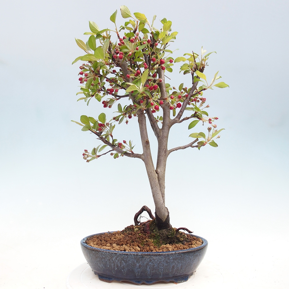 Bonsai voor buiten -Malus domestica - Roodbladige appelboom met kleine vruchten