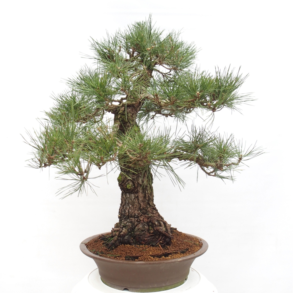 Bonsai voor buiten - Pinus thunbergii - Thunberg den