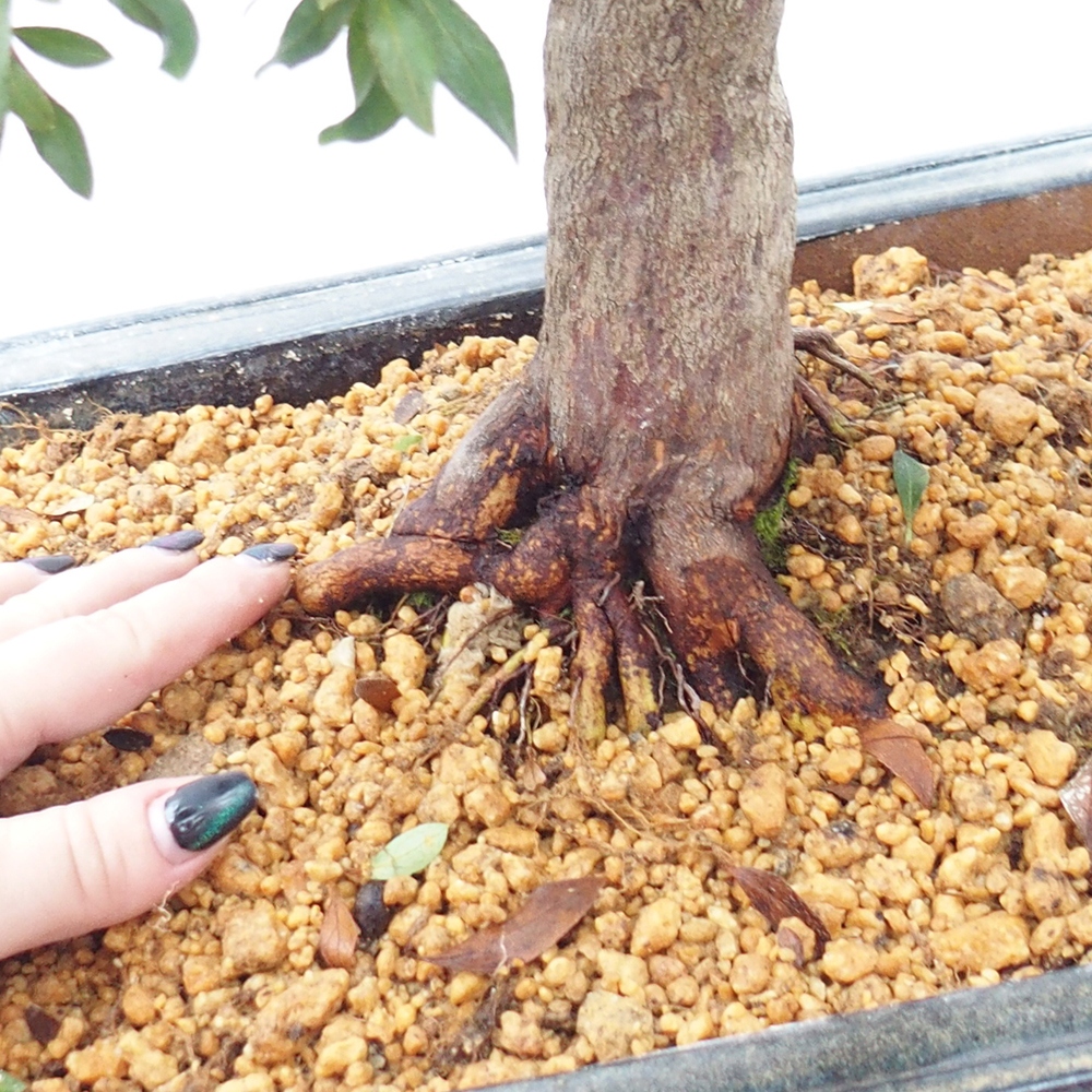 Bonsai voor buiten - Japanse azalea - Azalea CHIHIRO