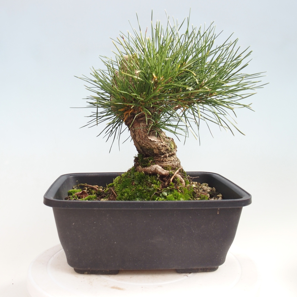 Bonsai voor buiten - Pinus thunbergii - Thunberg den