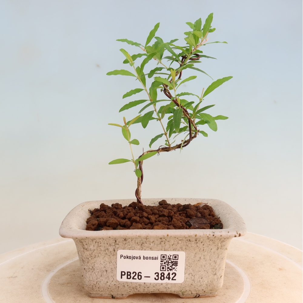 Kamerbonsai-PUNICA granatum nana-Granaatappel