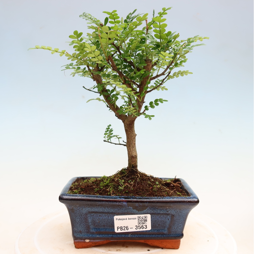 Kamerbonsai - Zantoxylum piperitum - peperboom