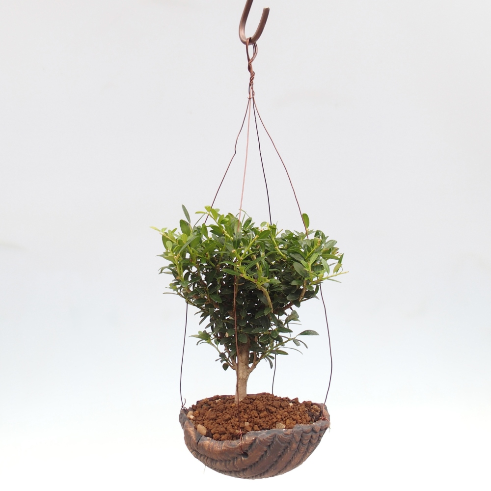 Kokedama in keramiek - Ilex crenata - Hulst