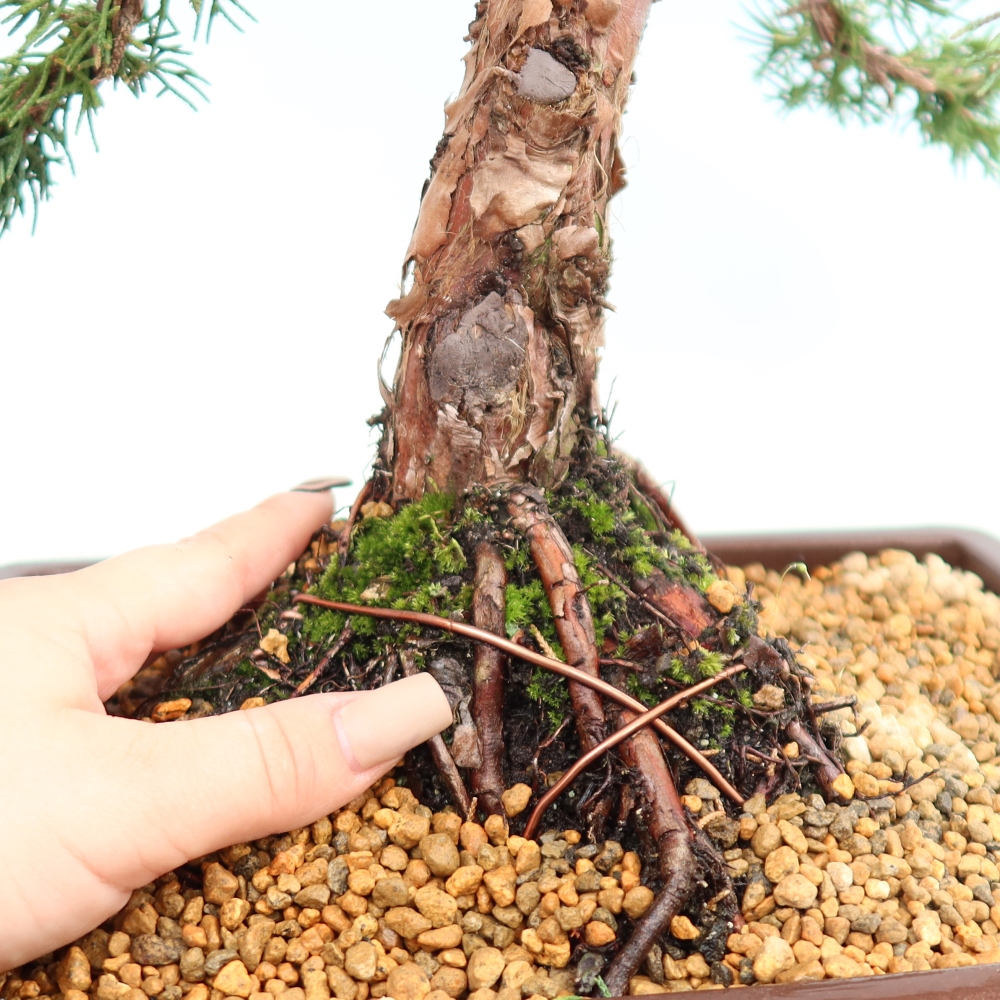 Bonsai voor buiten - Juniperus chinensis Kishu