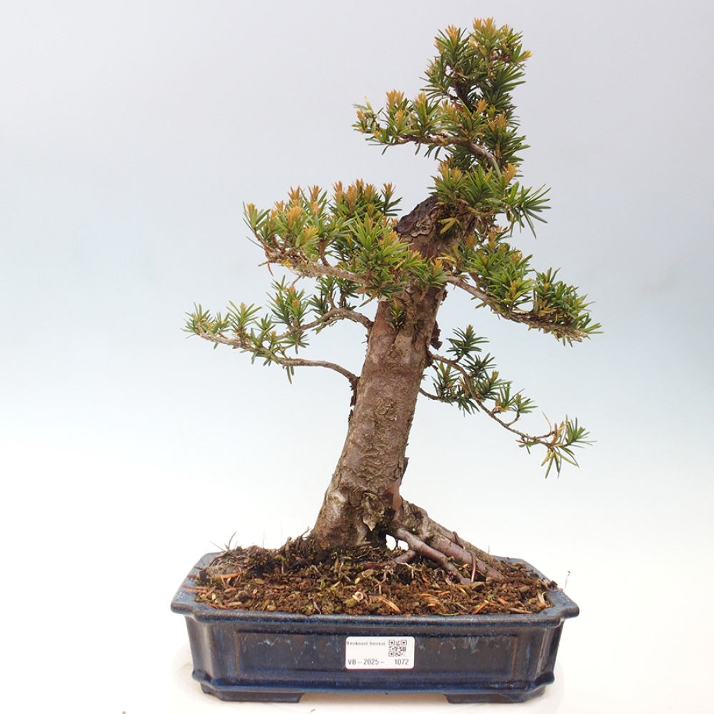 Bonsai voor buiten - Taxus cuspidata - Japanse Taxus