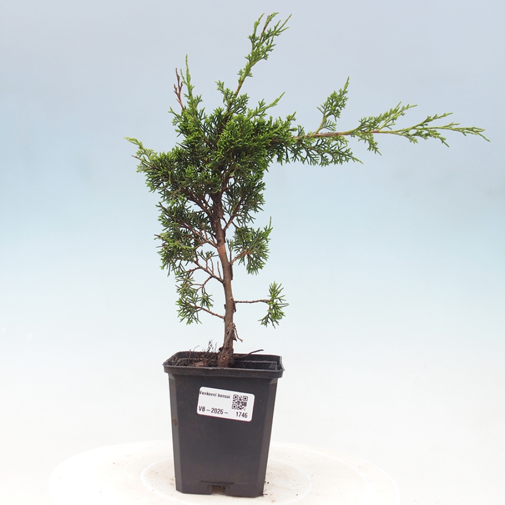 Bonsai voor buiten - Juniperus chinensis Itoigawa