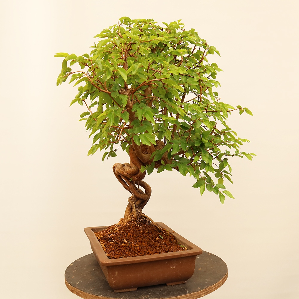 Bonsai voor buiten -Carpinus Coreana - Koreaanse haagbeuk