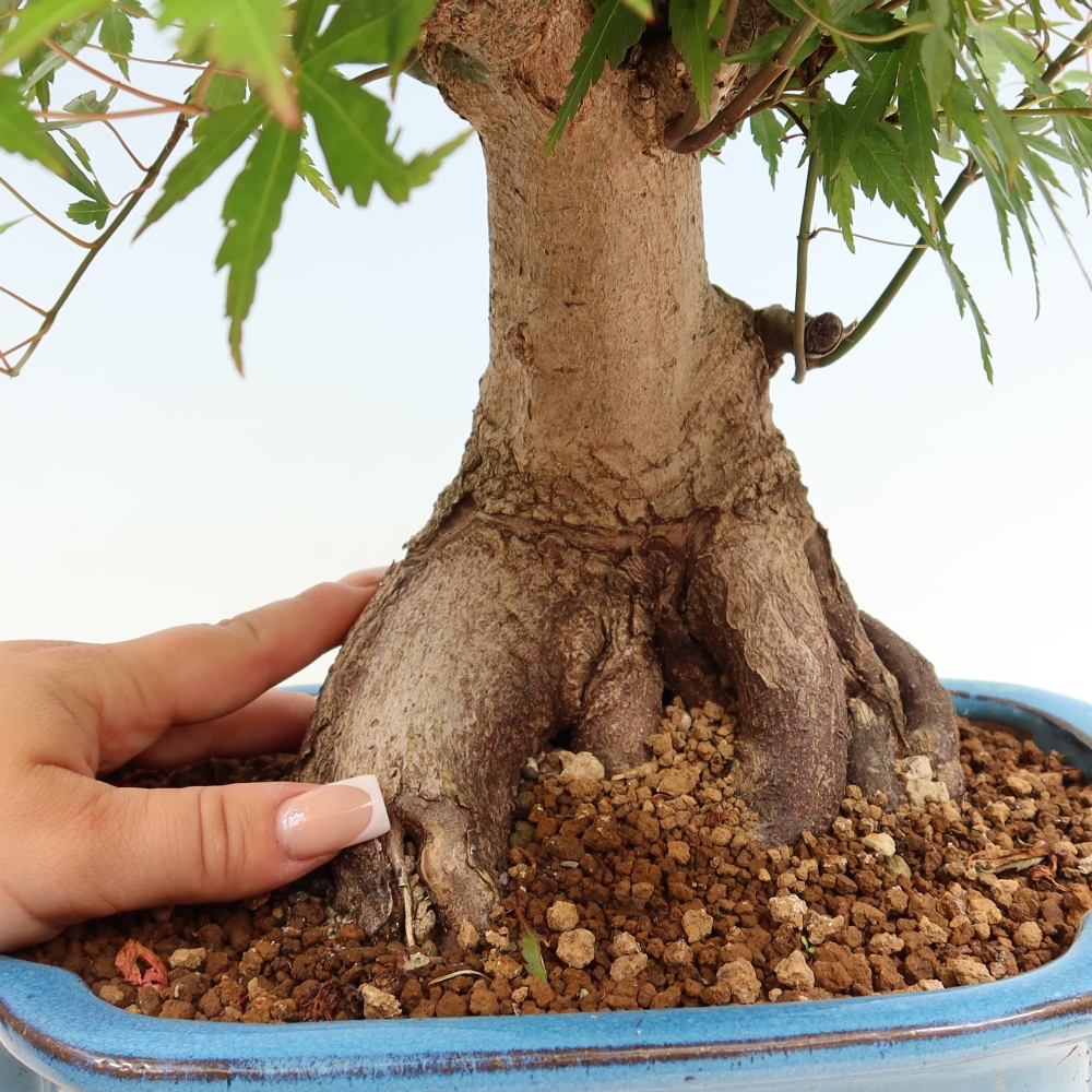Bonsai voor buiten - Esdoorn Burger - Acer Burgerianum