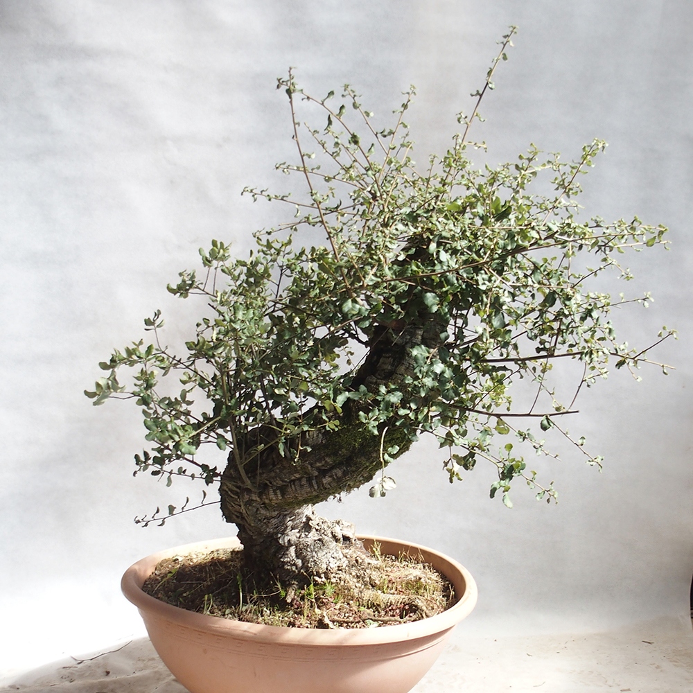 buiten bonsai Quercus suber - kurkeik