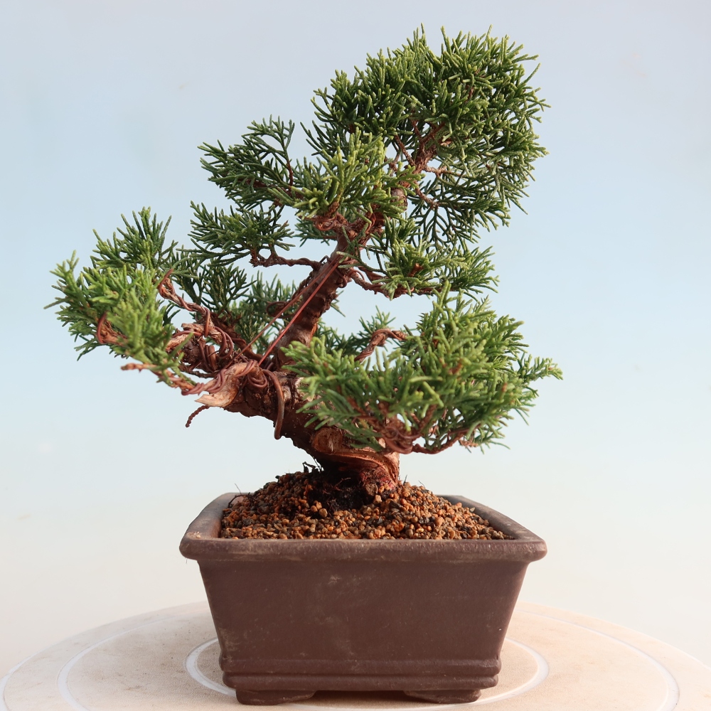 Bonsai voor buiten - Juniperus chinensis Itoigawa