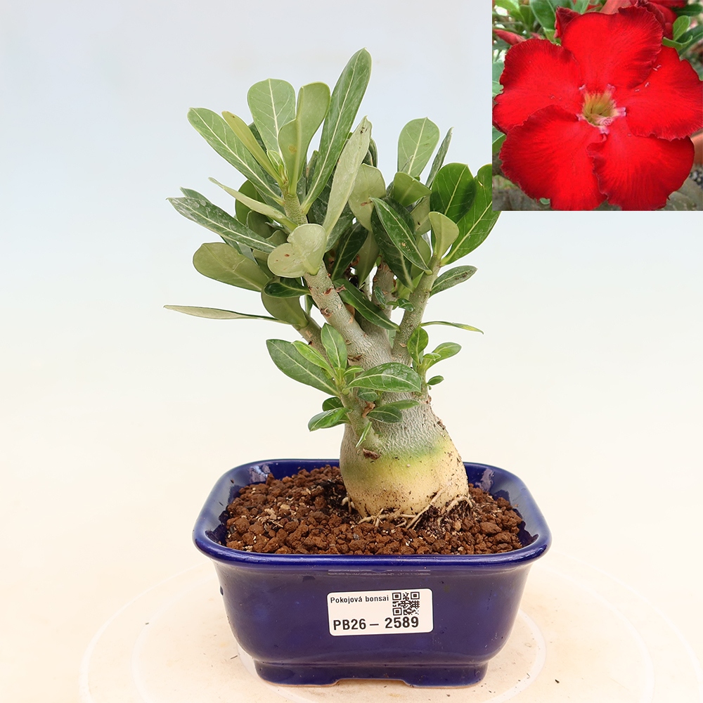 Kamerbonsai - Adenium obesum Red Star - Woestijnroos