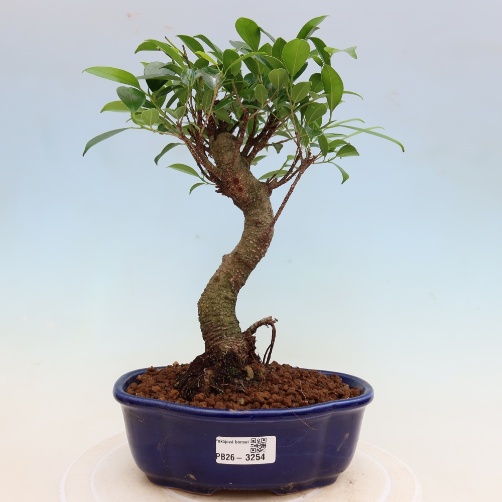Kamerbonsai - Ficus kimmen - kleinbladige ficus