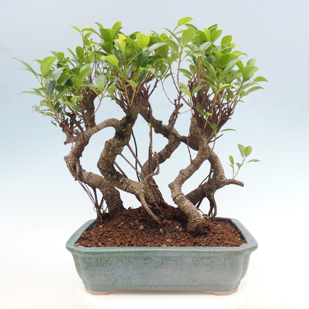 Kamerbonsai - Ficus kimmen - kleinbladige ficus
