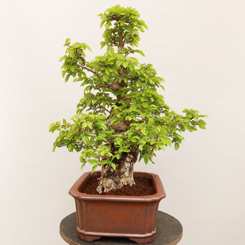 Bonsai voor buiten -Carpinus Coreana - Koreaanse haagbeuk