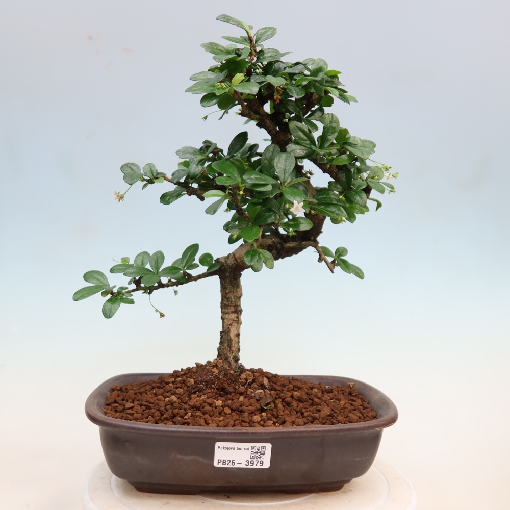 Kamerbonsai - Carmona macrophylla - Thee fuki