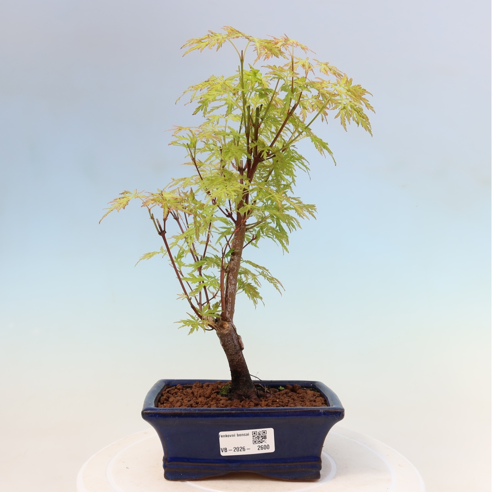 Bonsai voor buiten - Acer palmatum Dissectum