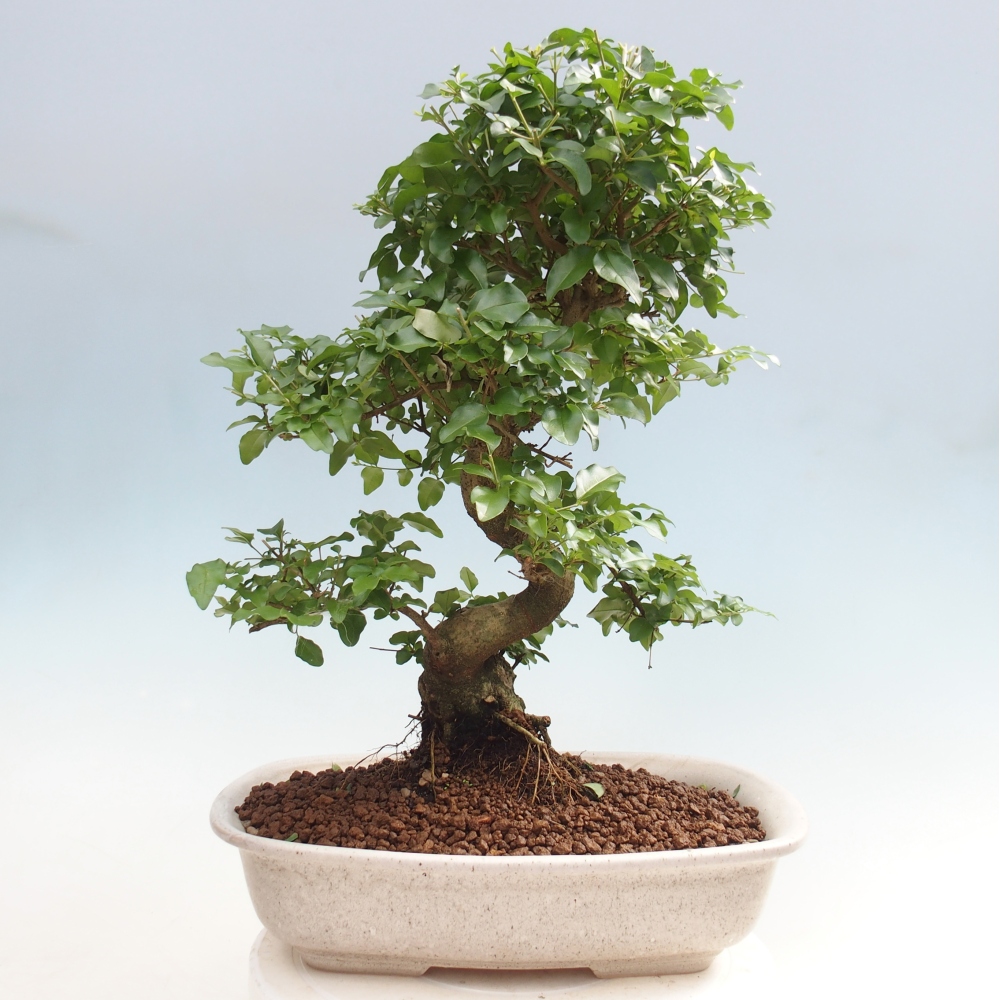 Kamerbonsai -Ligustrum chinensis - Vogelsnavel