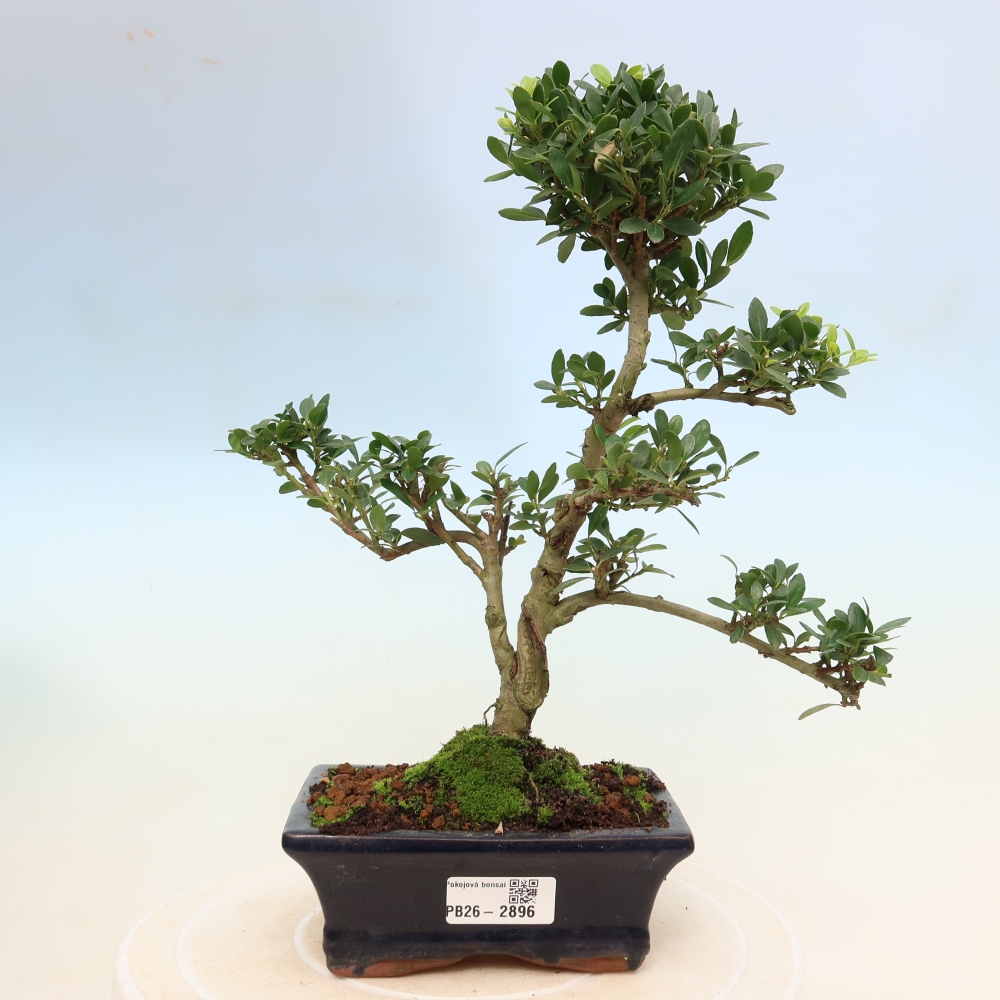 Kamerbonsai - Ilex crenata - Hulst
