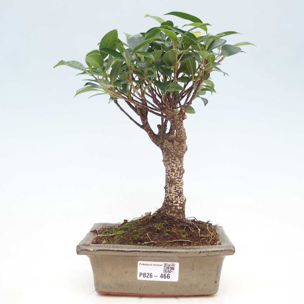Kamerbonsai - Ficus retusa - kleinbladige ficus