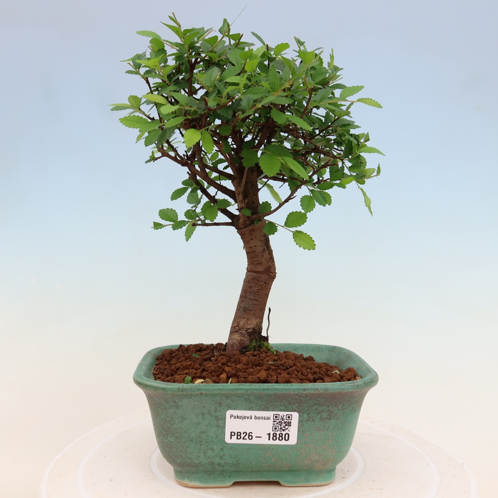 Kamerbonsai - Ulmus parvifolia - Winteriep