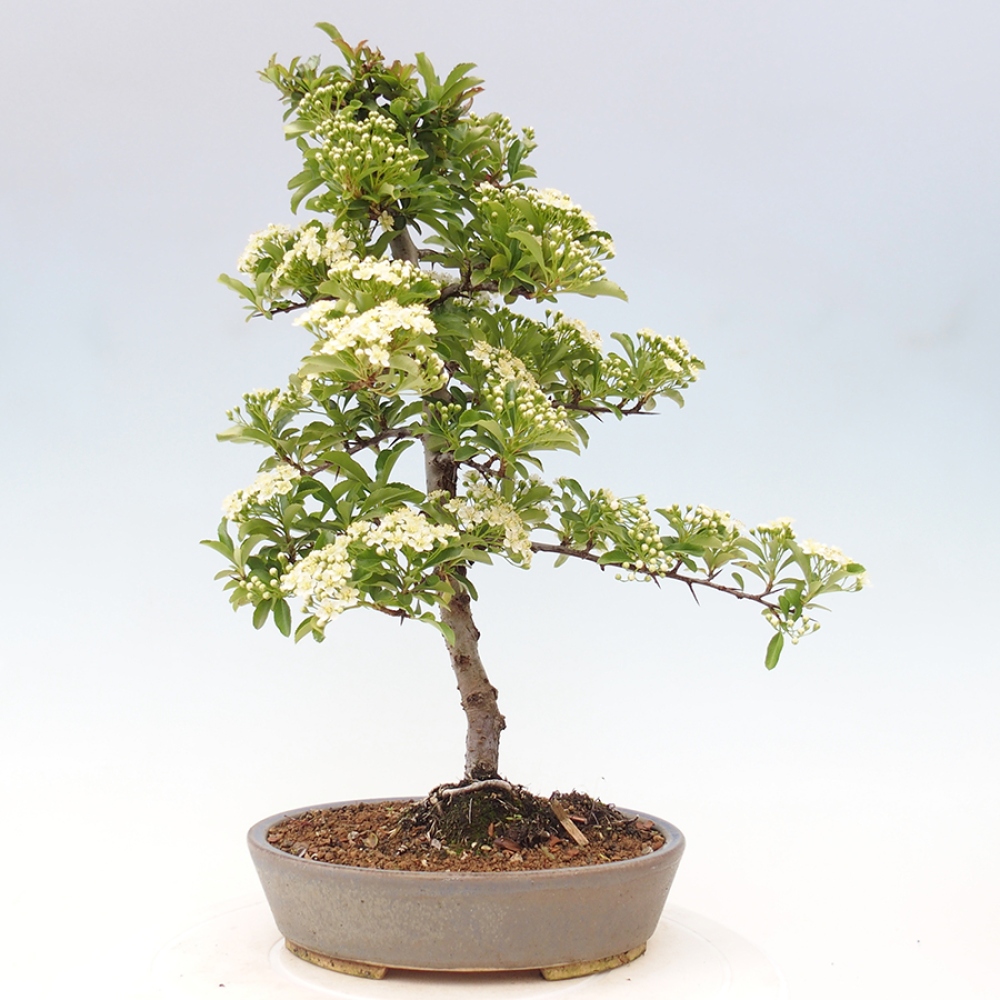 Bonsai-Pyracantha Teton voor buiten -Hlox