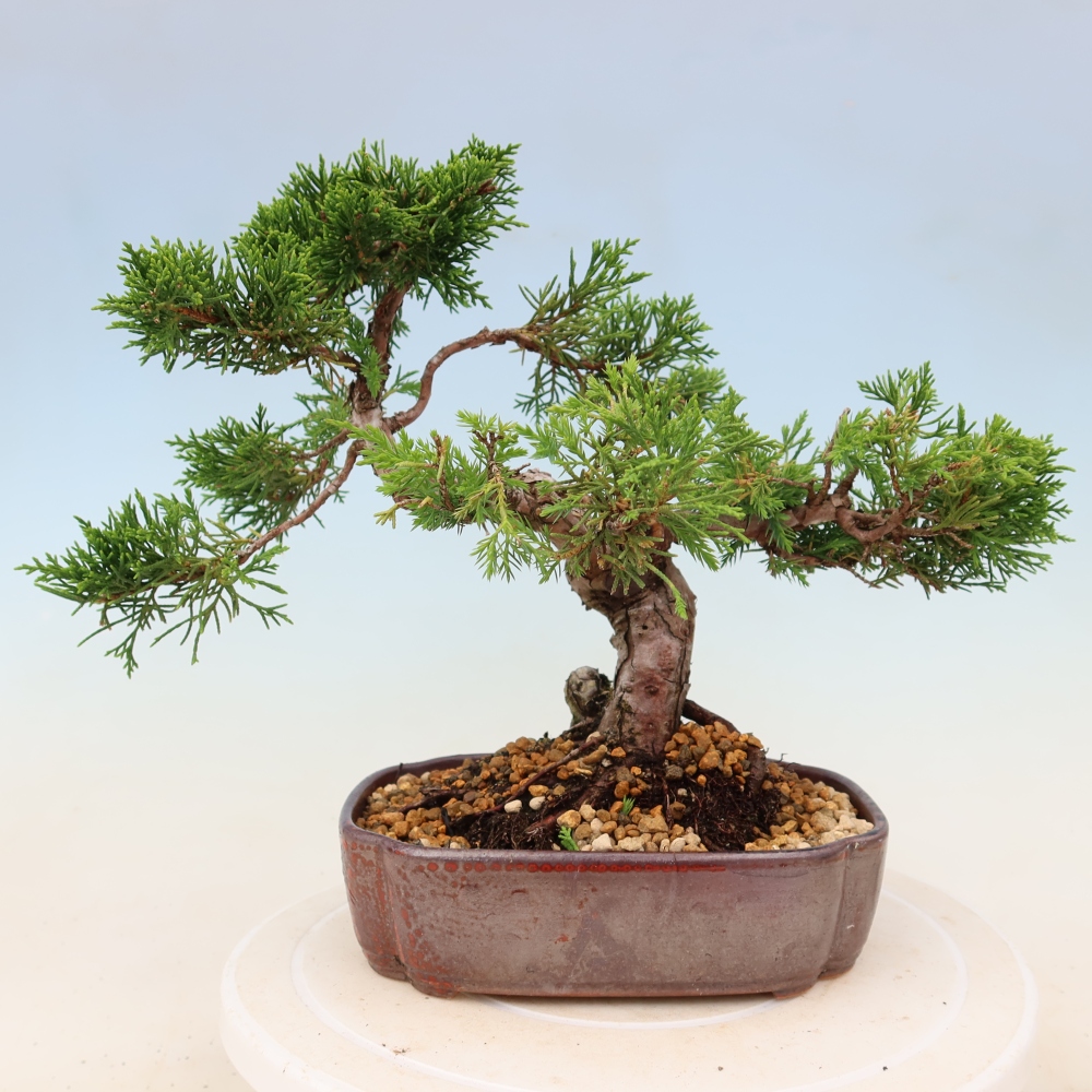 Bonsai voor buiten - Juniperus chinensis Itoigawa