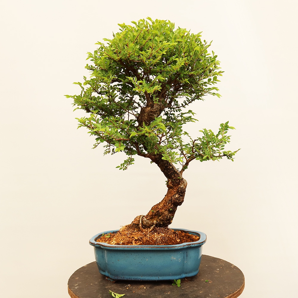 Bonsai voor buiten - Zelkova - Zelkova NIRE